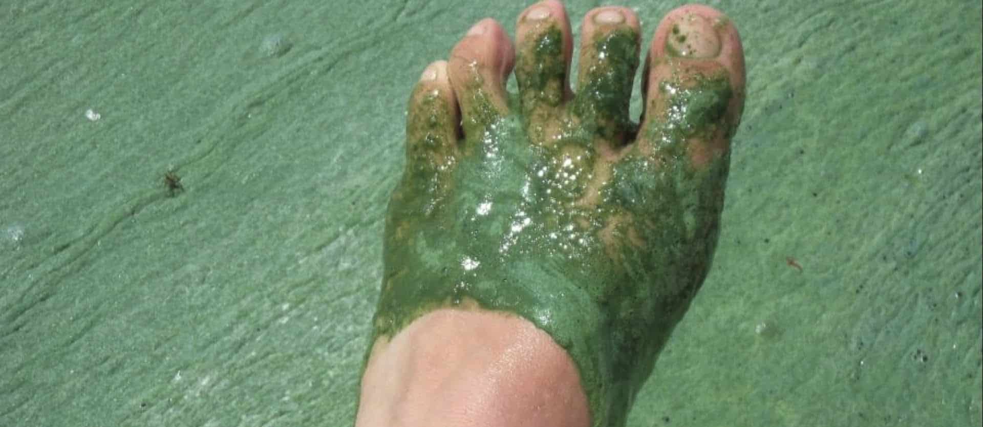 Blue-Green Algae & Spirulina
