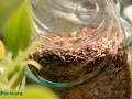 jar of brown flax seeds