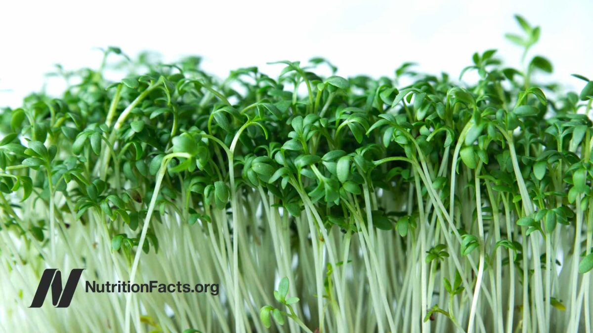 alfalfa sprouts