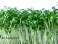alfalfa sprouts