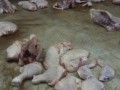 pieces of raw chicken