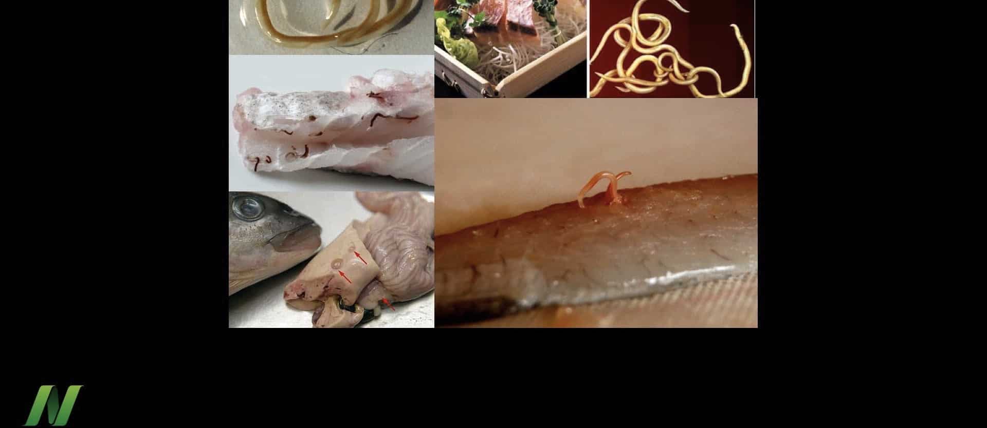 Allergenic Fish Worms