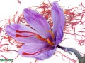 Saffron for the Treatment of Alzheimer's