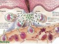 Chicken, Eggs, and Inflammation