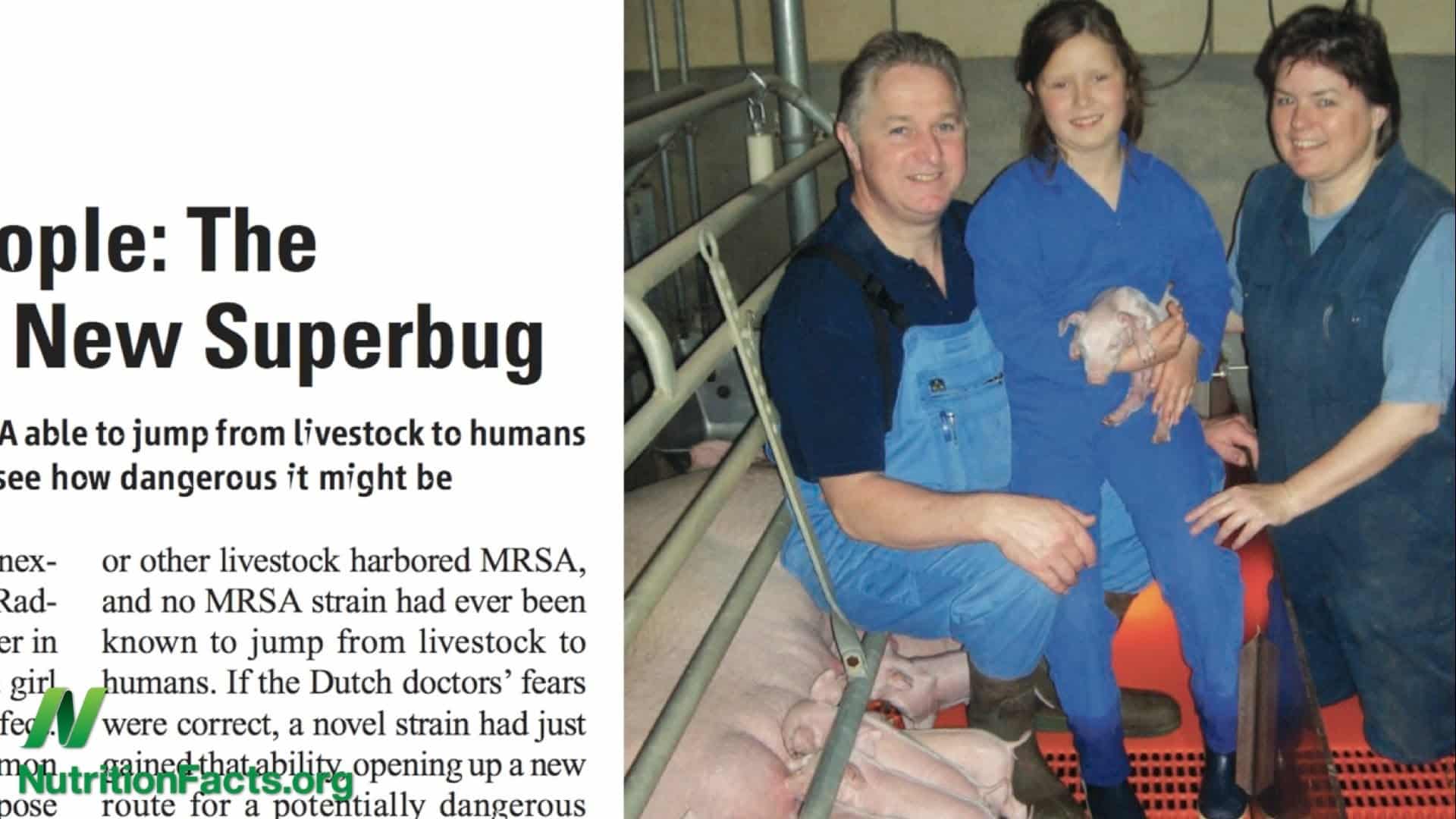 photo of a pig slaughterhouse alongside an article snippet