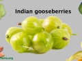 illustrations of amla