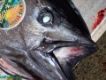 fish at a market