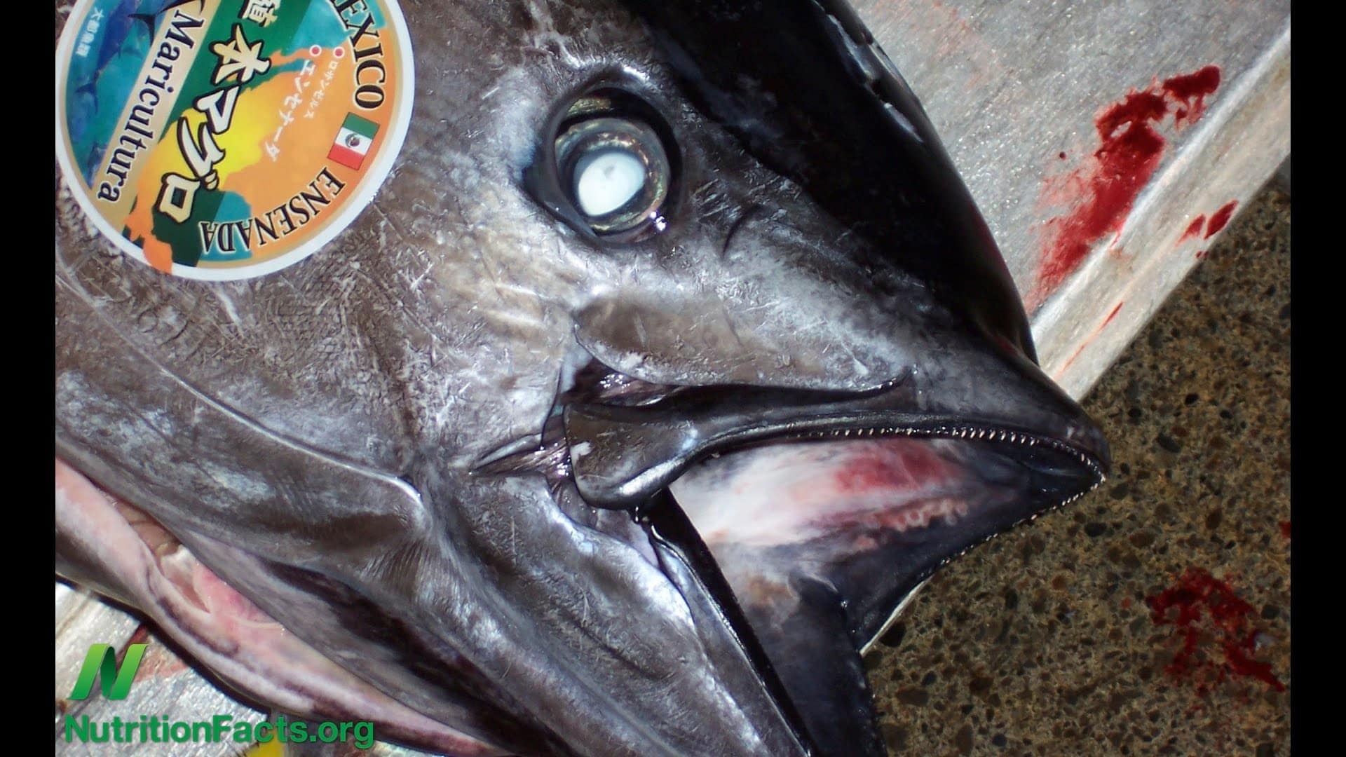 fish at a market