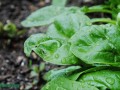 spinach plants in a garden