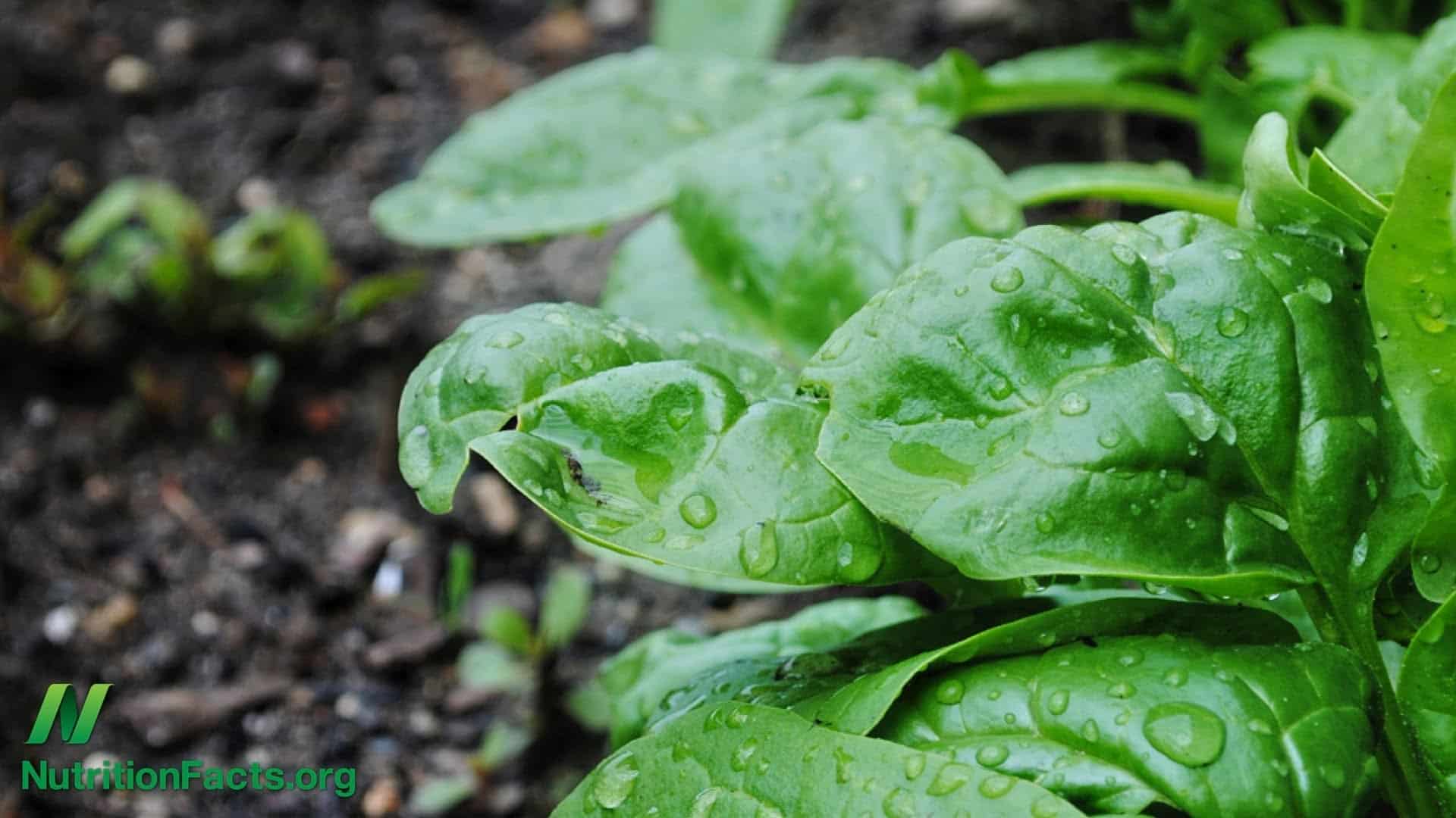 spinach plants in a garden