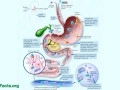 Cheapest source of vitamin B12