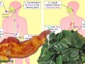 Is bacon good or is spinach bad?