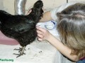 person examining a chicken