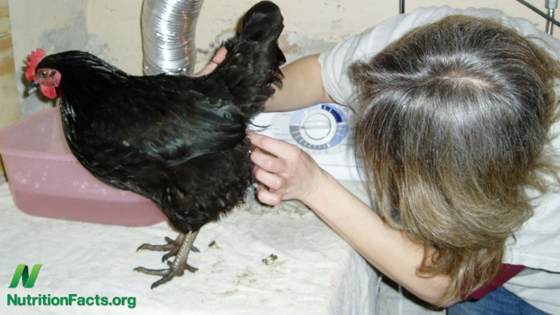 person examining a chicken