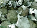 Raw Broccoli and Bladder Cancer Survival