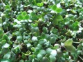 Sulforaphane: From Broccoli to Breast