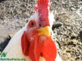 Poultry and Penis Cancer