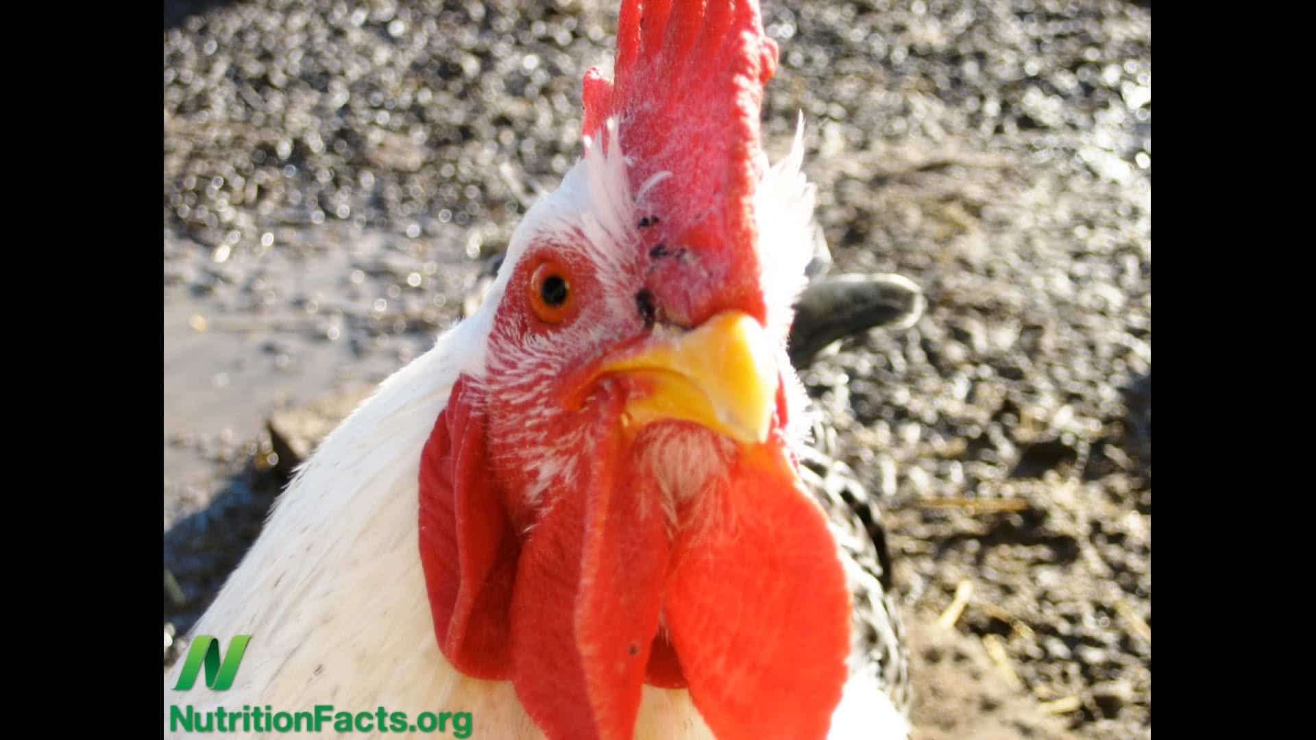 Poultry and Penis Cancer