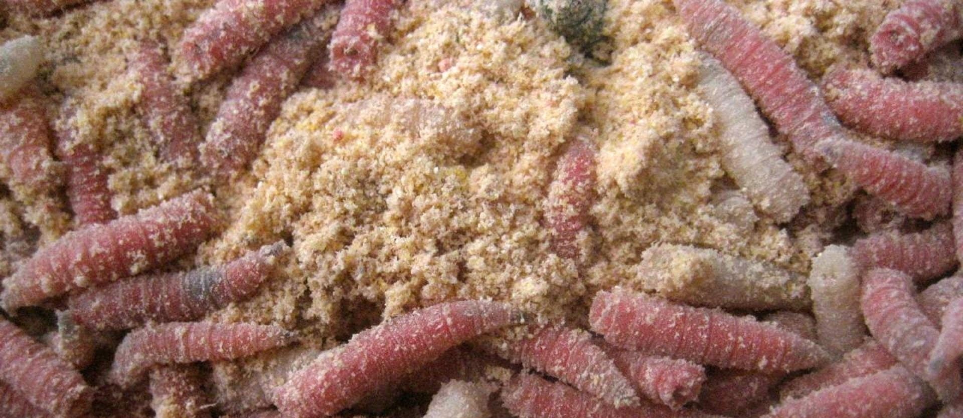 Cheese Mites and Maggots
