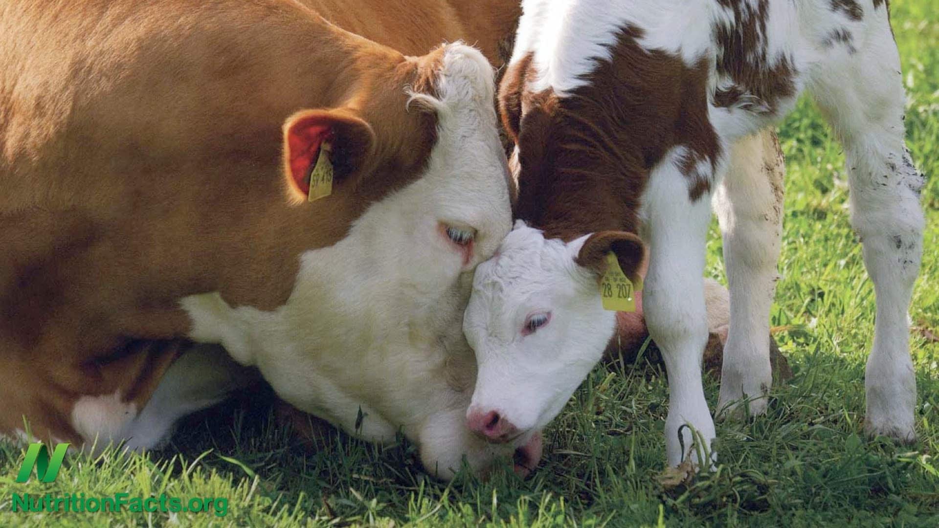 Cow’s Milk Casomorphin and Crib Death