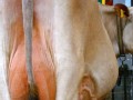 dairy cow