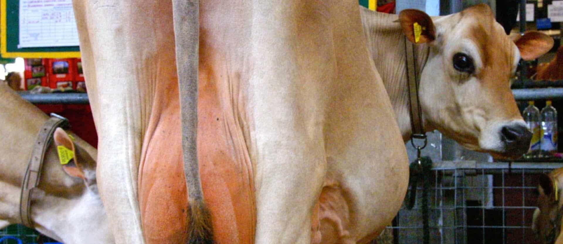 dairy cow