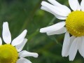 two chamomile flowers