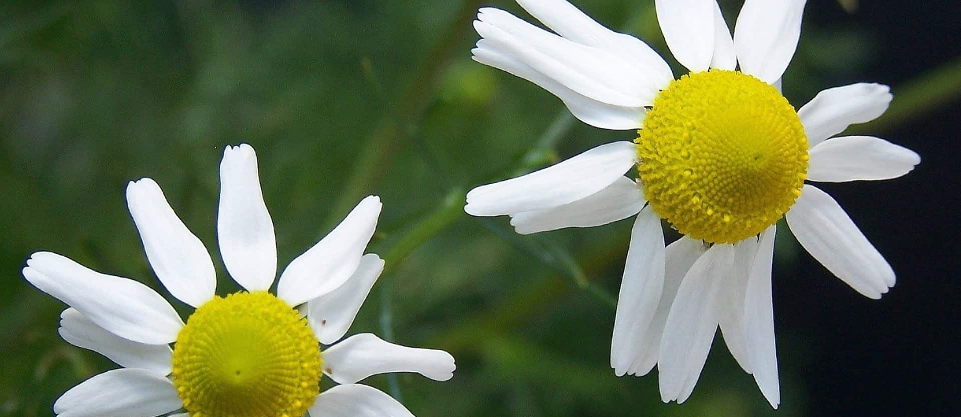 two chamomile flowers
