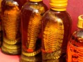 jars containing snakes