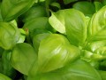 basil plants