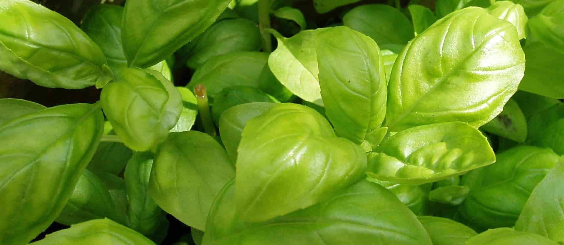 basil plants