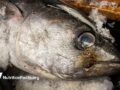 a fish