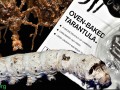 a catepillar and tarantula