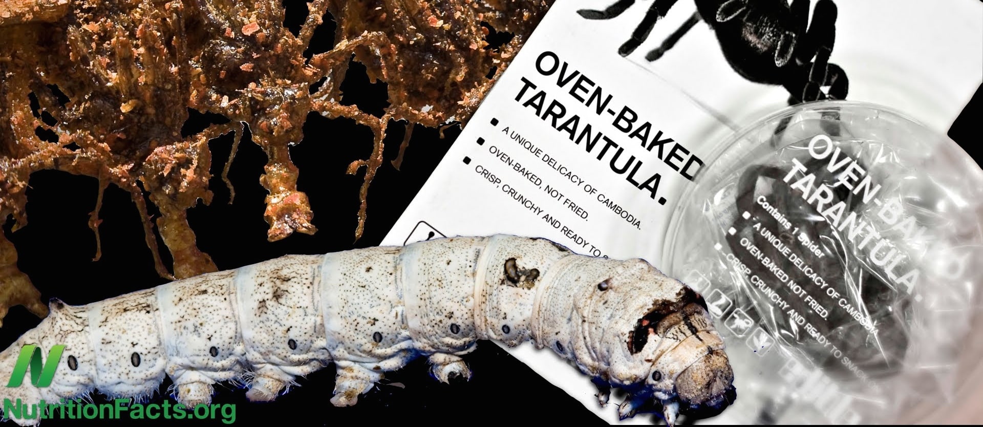 a caterpillar and tarantula