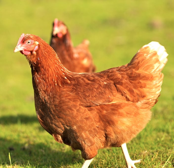Are Free Range Eggs Healthier