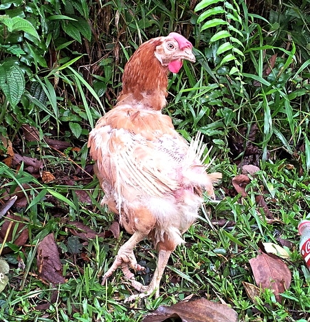 Arsenic in Organic Chicken