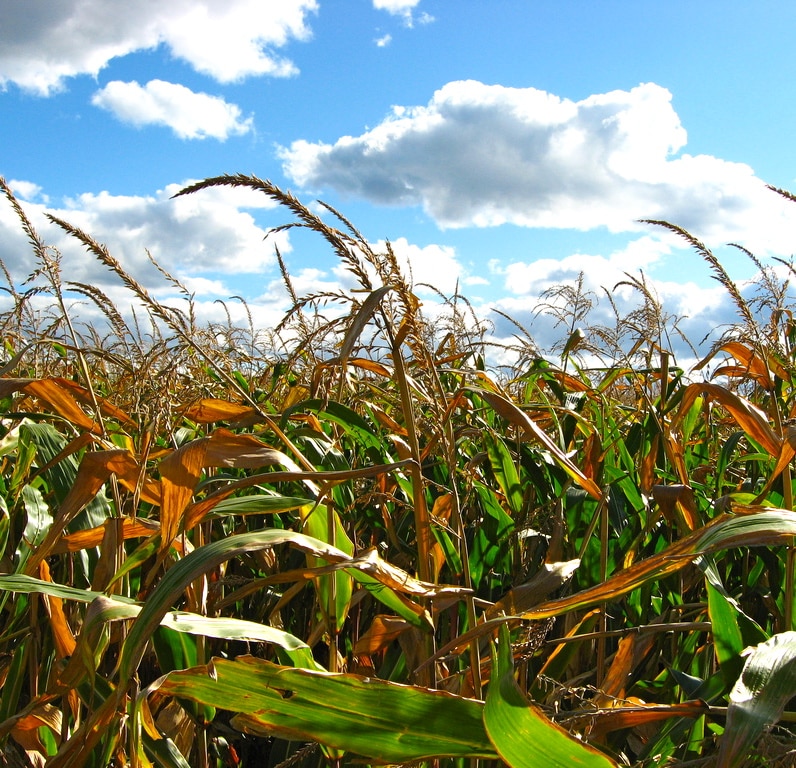 GMOs and decreased nutrition in our foods