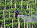 person spraying crops