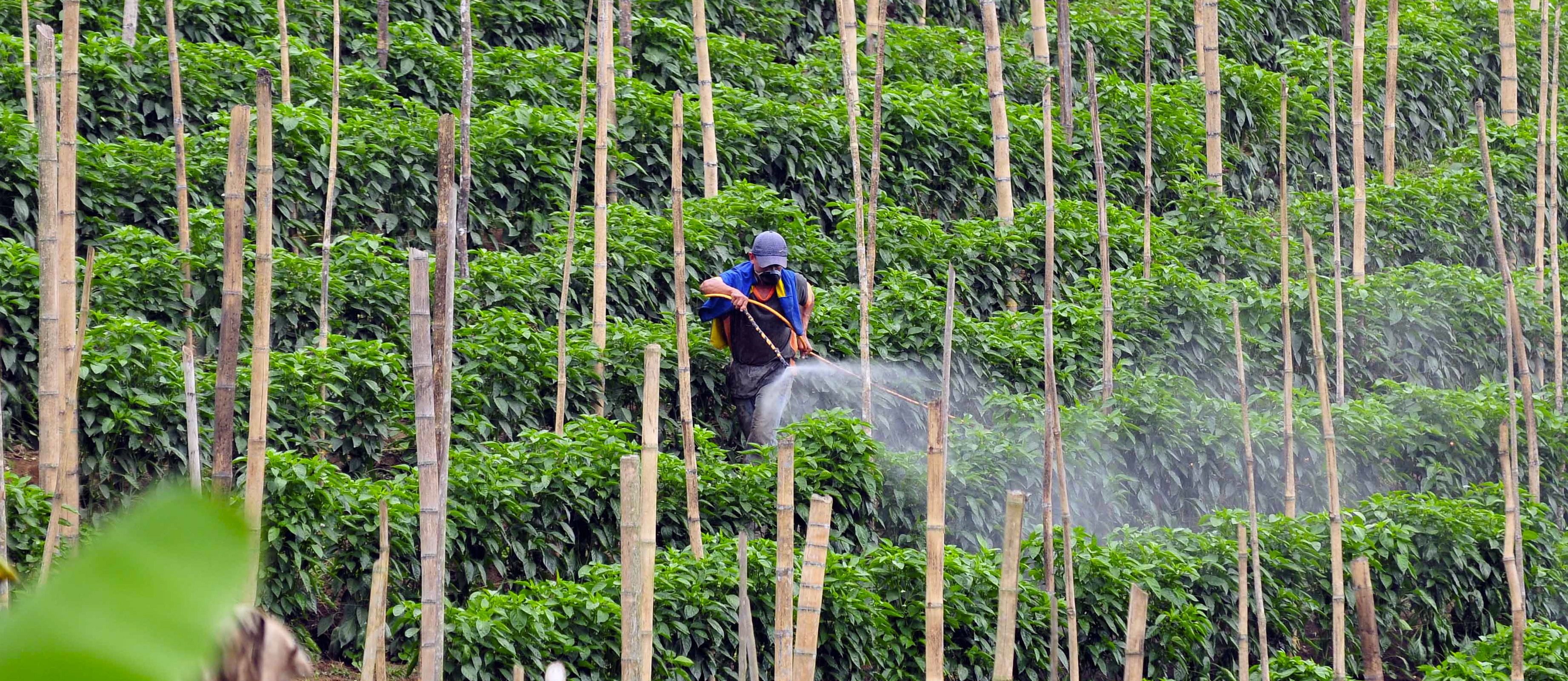 person spraying crops