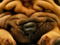 close up of a wrinkly Shar pei dog