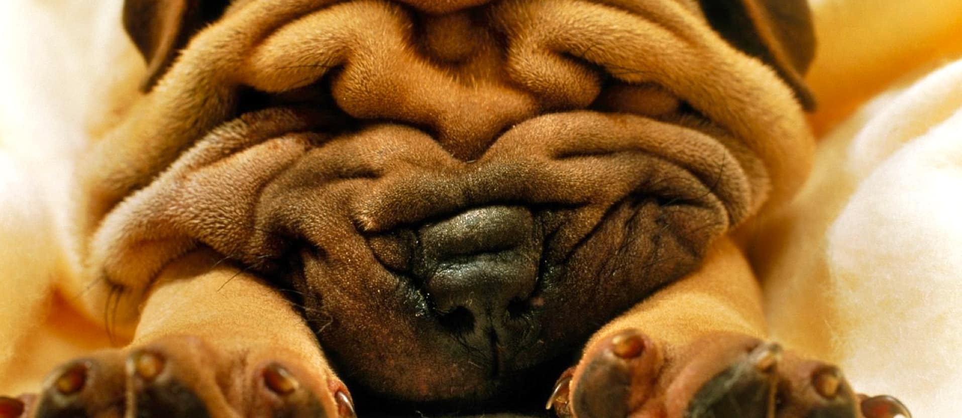 close up of a wrinkly Shar pei dog