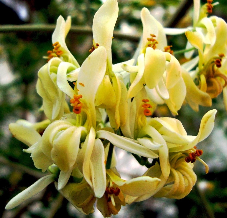The Health Benefits of Moringa