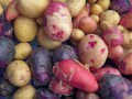 pile of various types of potatoes