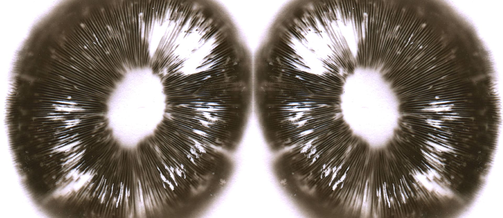 cross-section of two mushrooms