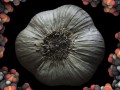 illustration of a bulb of garlic surrounded by DNA strands