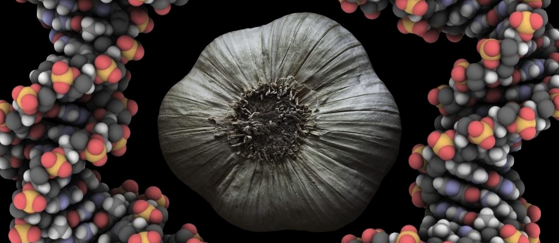 illustration of a bulb of garlic surrounded by DNA strands