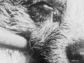close-up of a sick dog