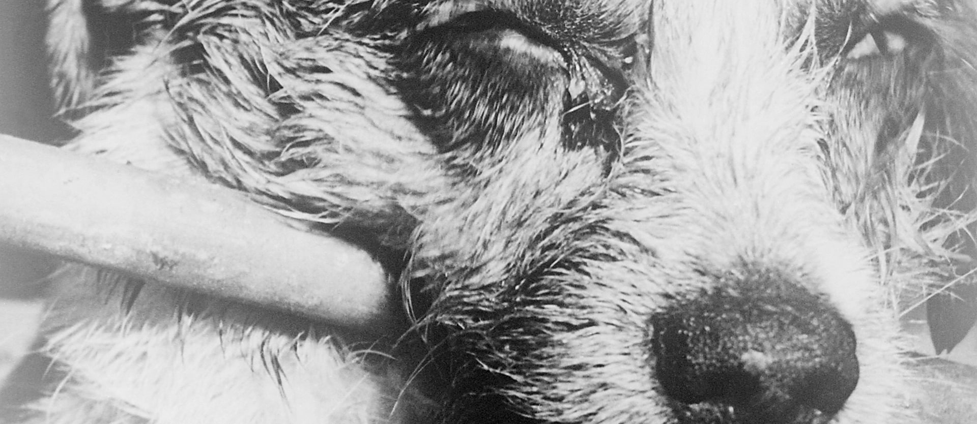 close-up of a sick dog