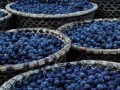 baskets filled with açai berries