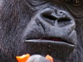 gorilla holding a piece of fruit